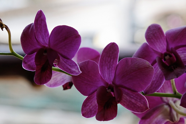 Fleurs FEV12-015